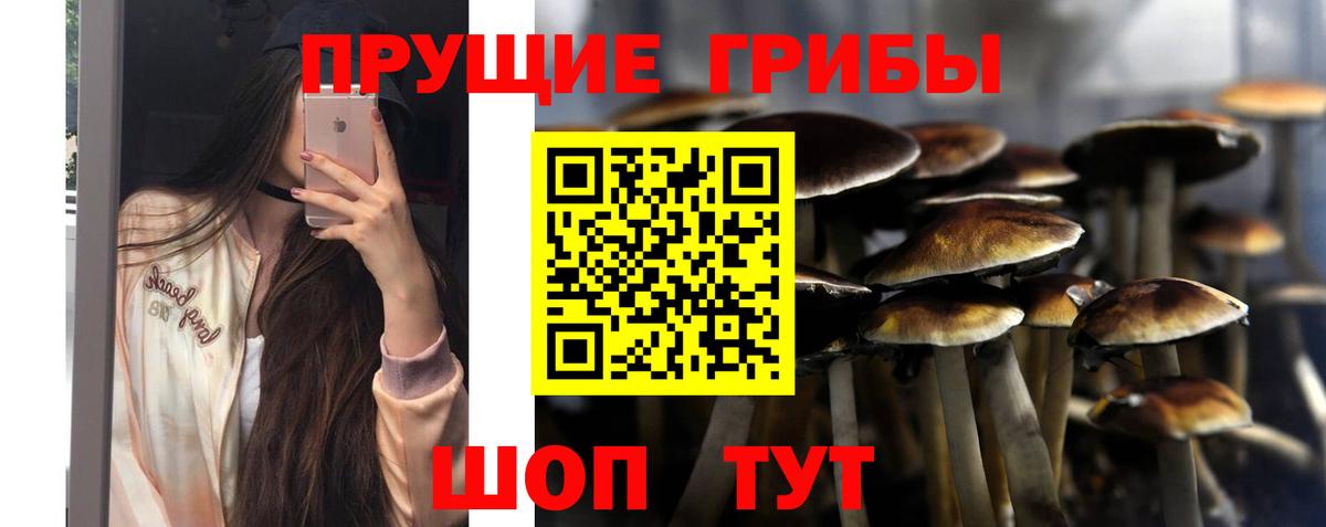 Псилоцибиновые грибы Psilocybe Сердобск